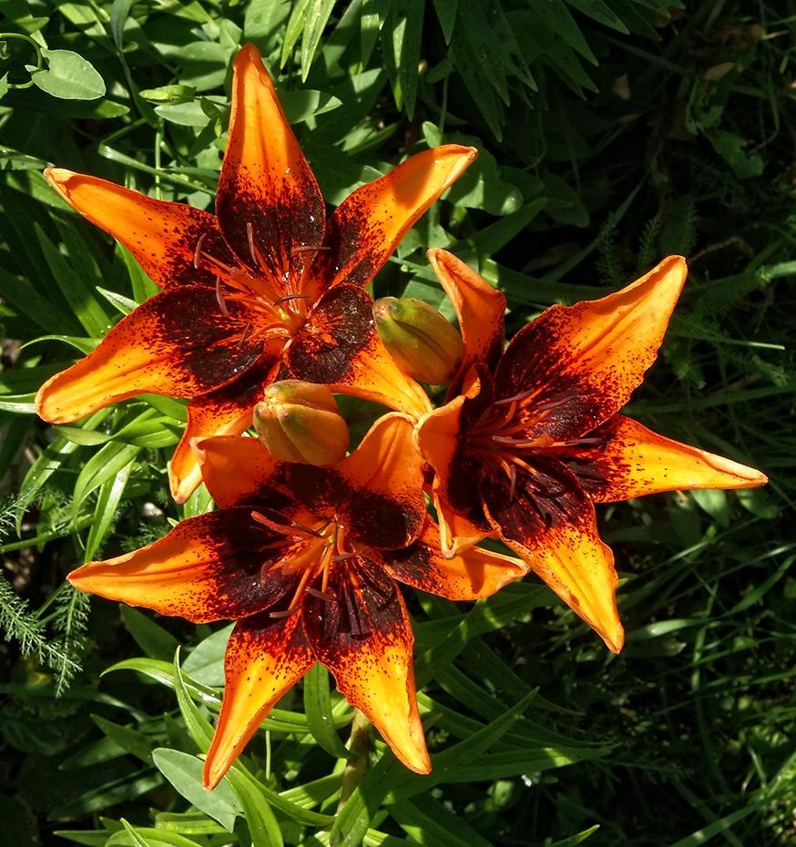 [PICT1474_re[2].jpg]