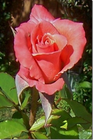 coral rose 3