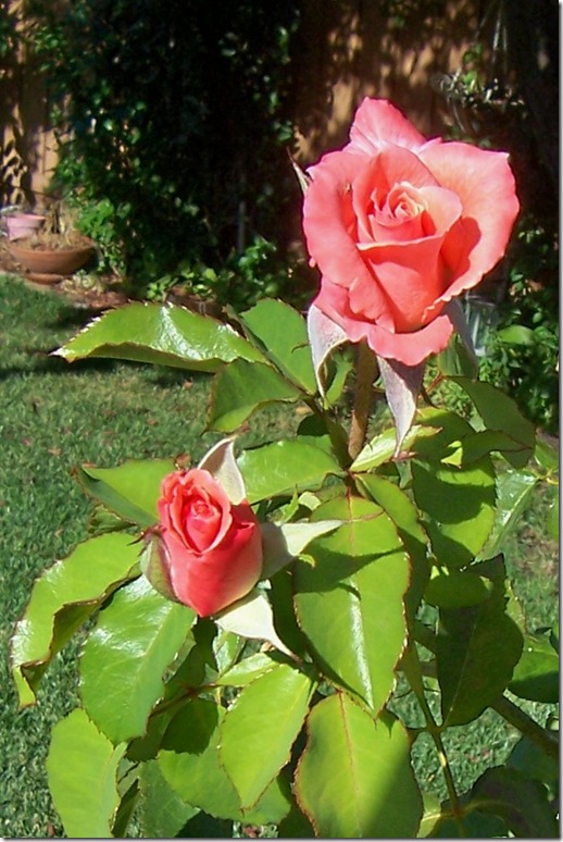 coral rose 2