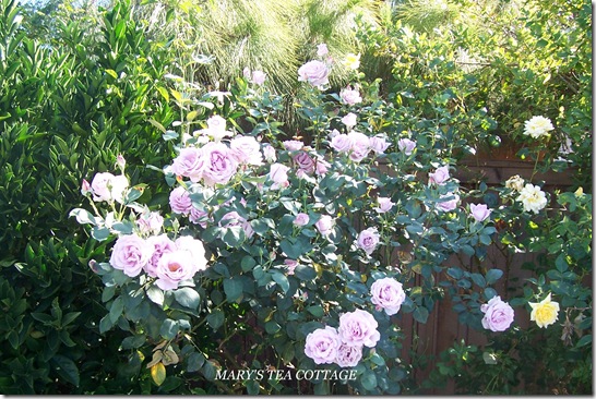 lavender rose bush