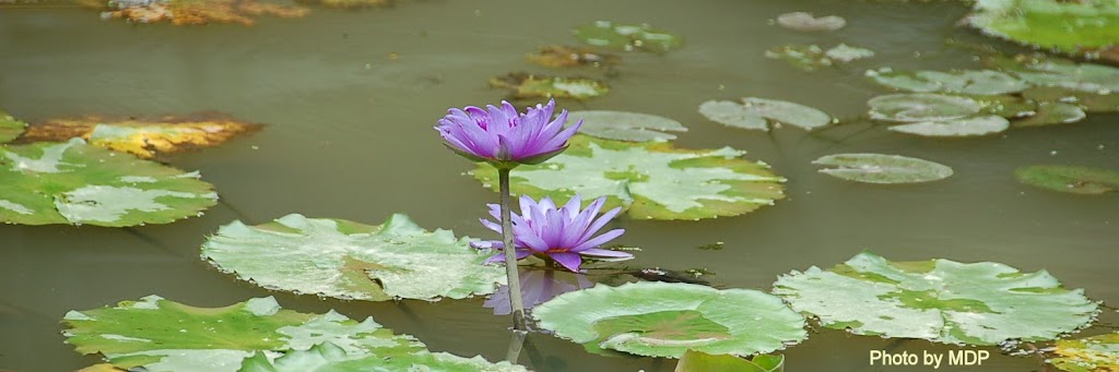 Lotus Photo by Mdm Paw
