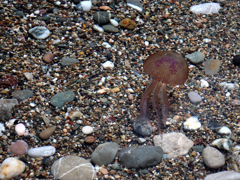 DSC_0548.JPG