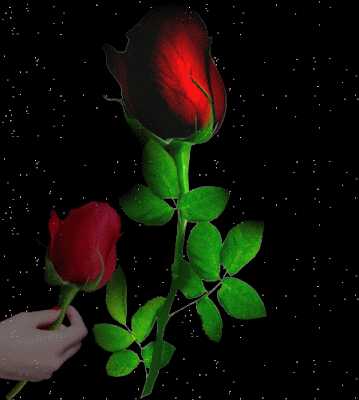 rosa.1.png