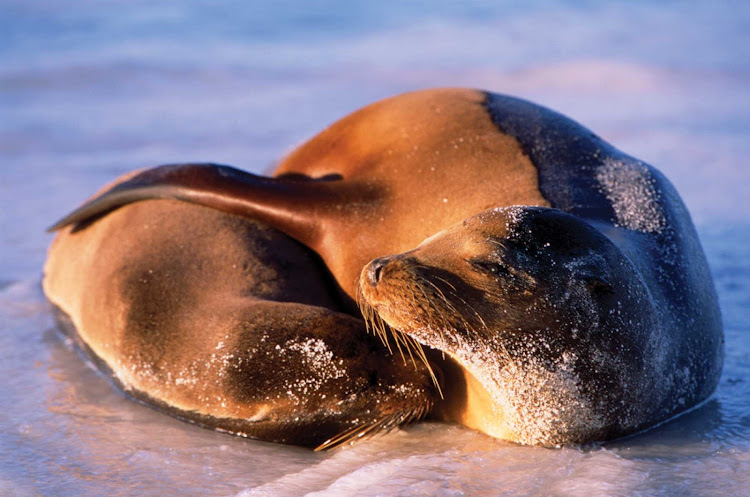 Two sea lions snuggle on the shore of the Galápagos Island during a Lindblad Expeditions tour.
