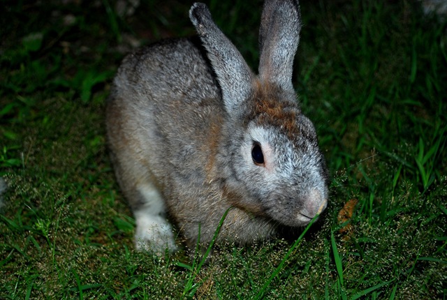 [rabbit[3].jpg]