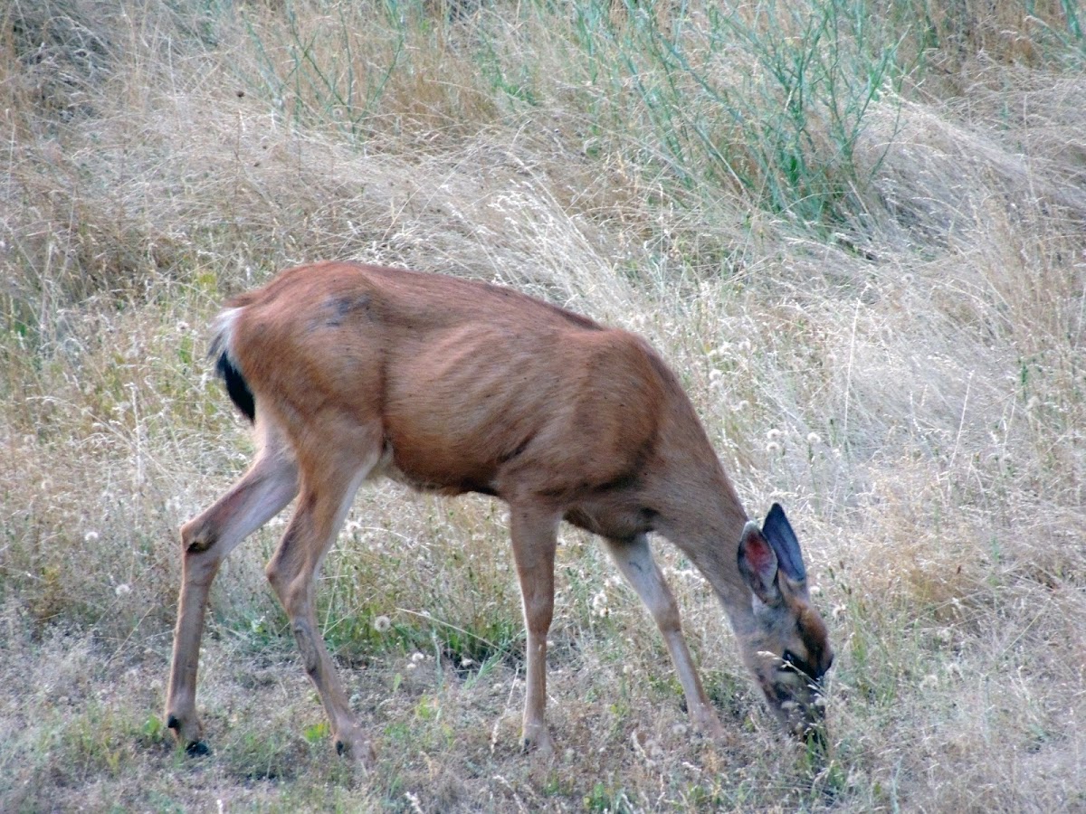 California mule deer