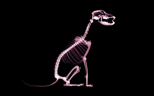 (32)HD-X-Ray-View-Desktop-Wallpaper-dog-animal