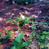 Pink Lady's-Slipper Orchid