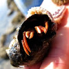 Hermit crab...with a starfish stuck to him/her