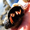 Hermit crab...with a starfish stuck to him/her