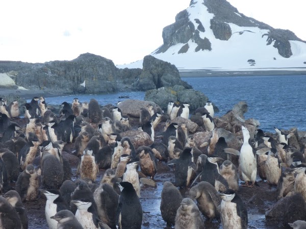 Imagini Antarctica: pinguini.JPG
