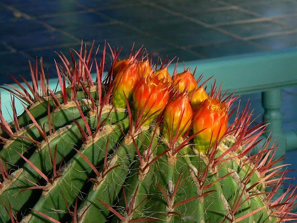 Obiective turistice Maroc: cactusi, Marrakech