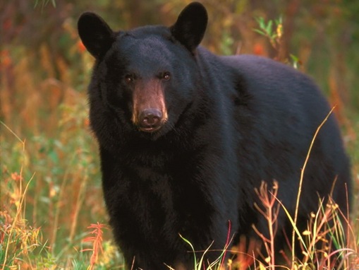 list of major  species bears_www.wonders-world.com_1200