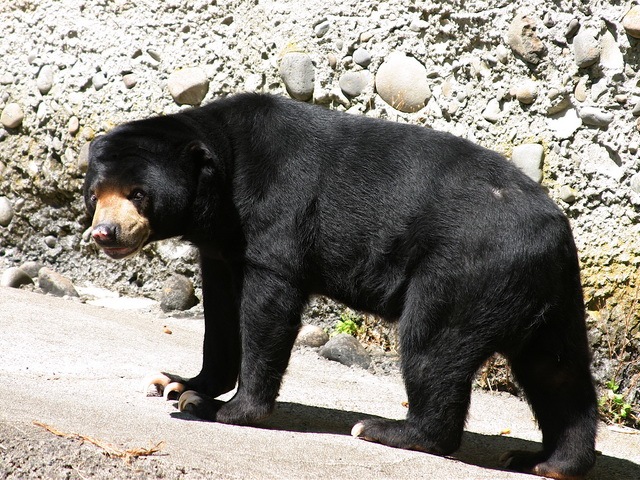 [list of major species bears_www.wonders-world.com_1204[2].jpg]