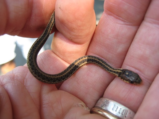 List-smallest-animals-in-the-World_www.wonders-world.com_1_thumb.jpg