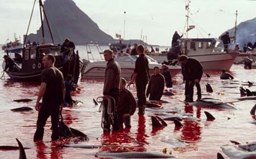 Pembunuhan Massal Ikan Lumba-Lumba di Denmark