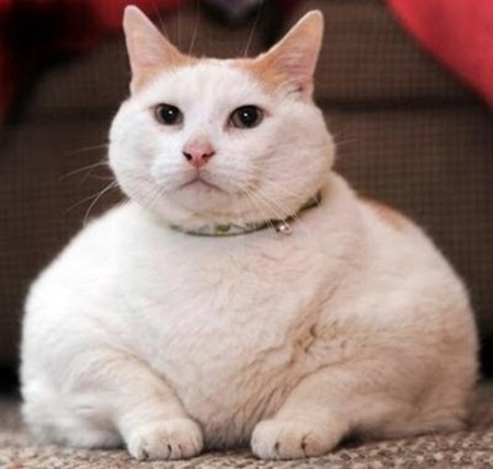 Amazingly Fat Animals