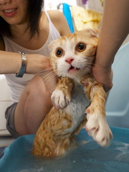 [How do you Bathe your Cat 02[2].jpg]