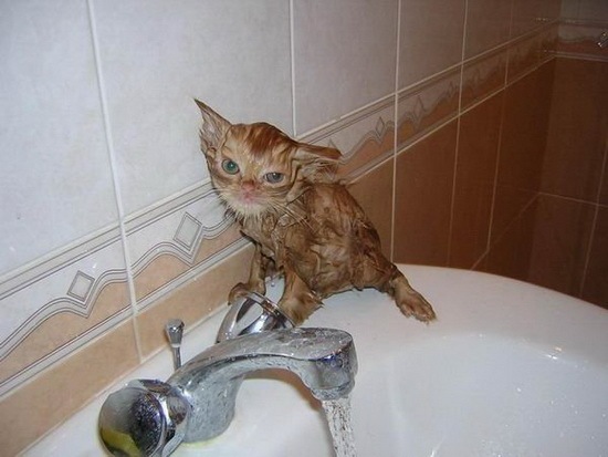 [How do you Bathe your Cat 05[2].jpg]