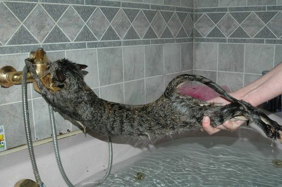 [How do you Bathe your Cat 11[2].jpg]