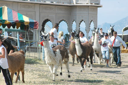 Llama Race at Krishna Temple