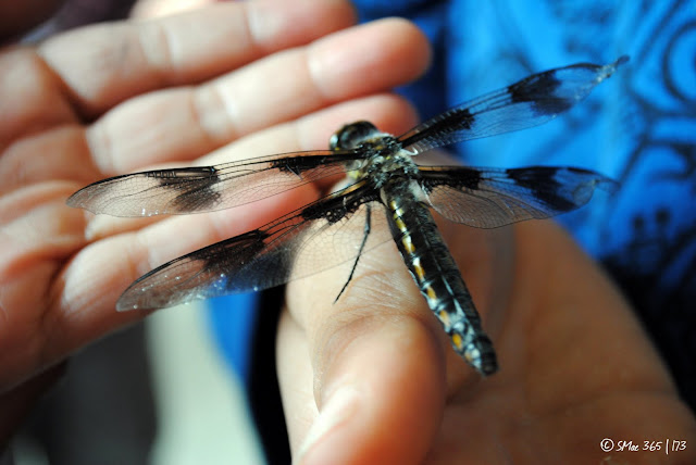 NIKON D3000 1/30s Focal Length: 40.0mm f/5.3 ISO: 400 (AP)