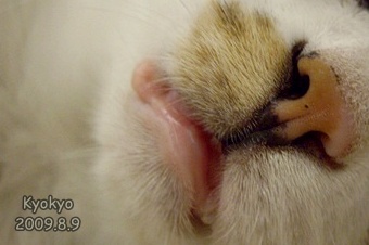 按下快門 口元的誘惑 쿄쿄in 獨享幸福的沙發室 痞客邦