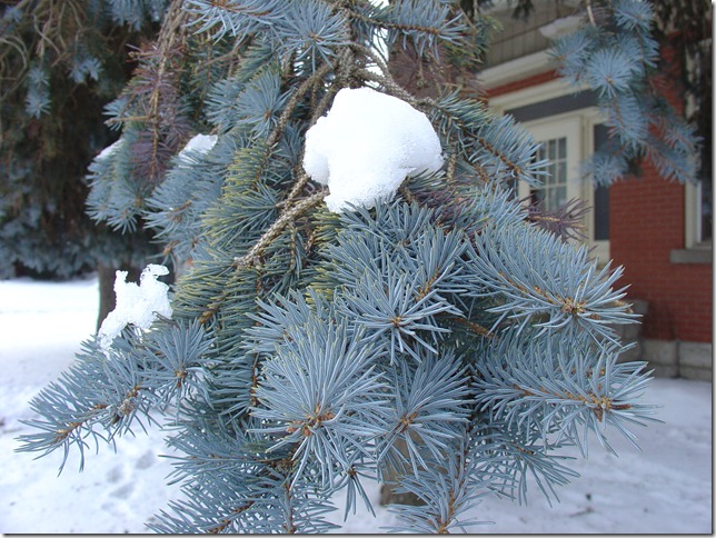 Snow on Blue Spruce