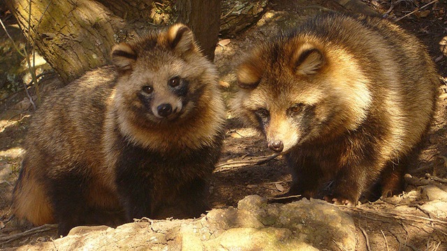 [Raccoon Dogs[5].jpg]