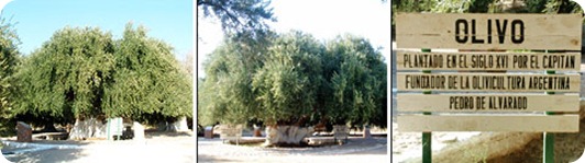 olivo 4100