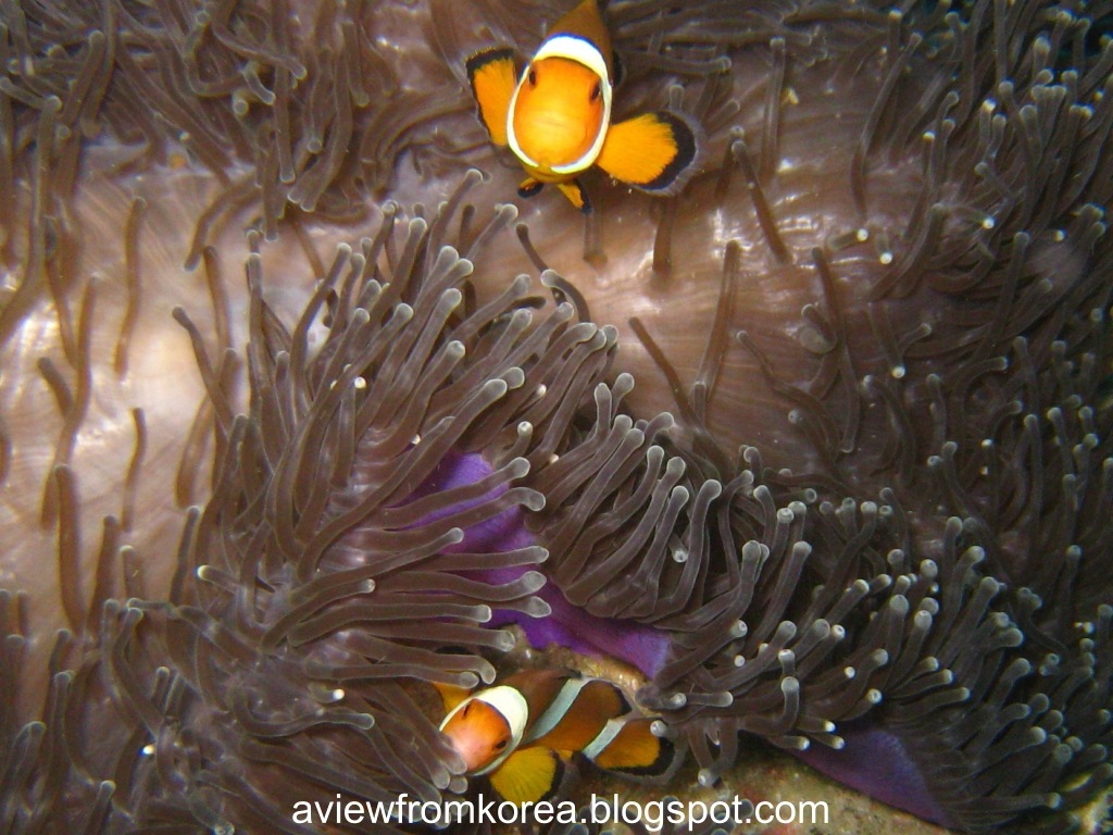 [DiveSite2_30EditClownFish1280x7682.jpg]