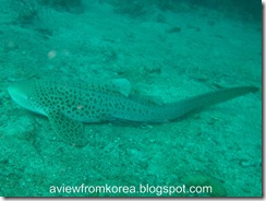 Dive Site 2_13 - Edit Leopard Shark [1280x768]