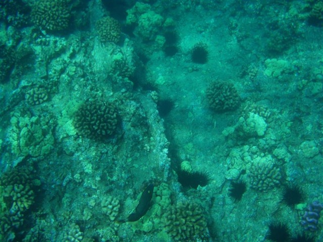 [Maui Snorkeling_32 (Medium)[5].jpg]