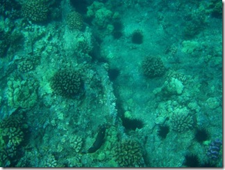 Maui Snorkeling_32 (Medium)