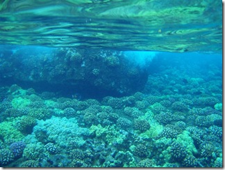 Maui Snorkeling_21 (1) (Medium)
