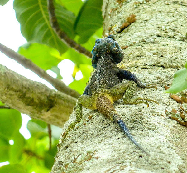 Blue Headed Tree Agama Male Project Noah