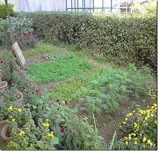 overview of the garden
