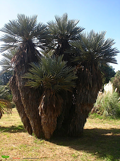 PROGRESAR Visita guida por Jardín Botánico Arturo Ragonese