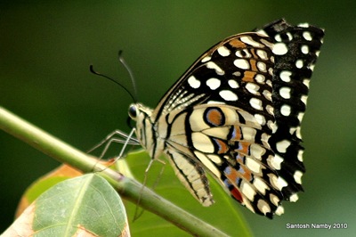 [Common Lime Butterfly (Papilio demoleus)[4].jpg]