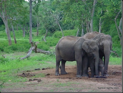 Nagarhole - Elephant 2