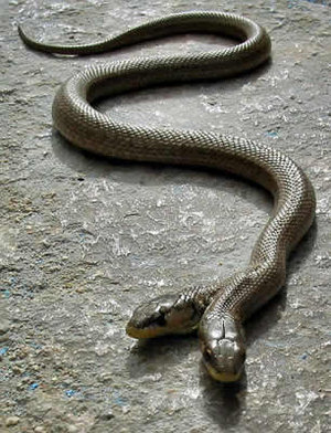 two head snakes