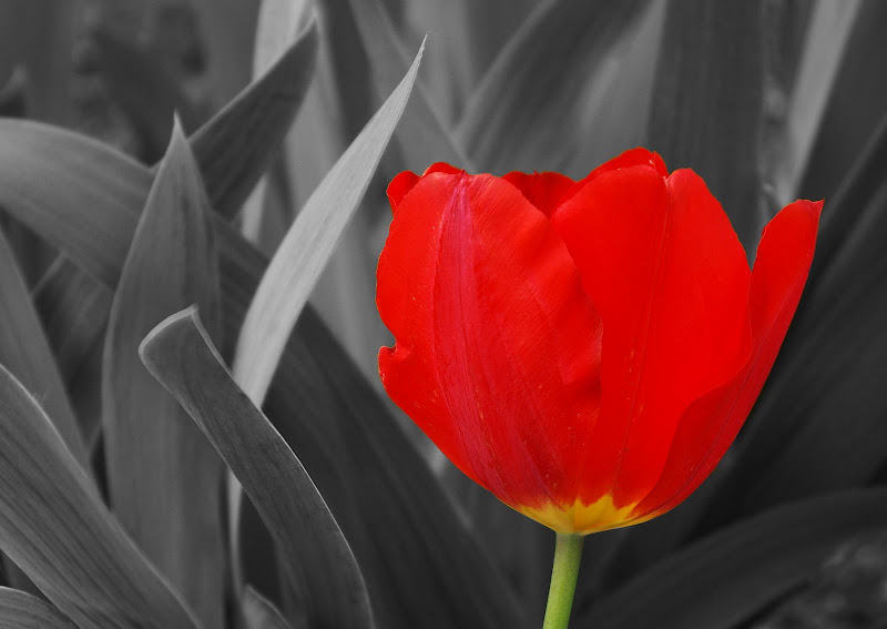 Comment Image