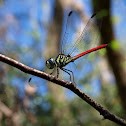 Asiatic Blood Tail