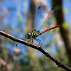 Asiatic Blood Tail