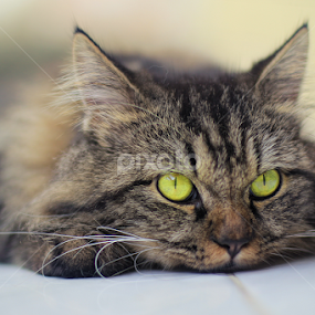 Mata - mata by Isnaini Ma'ruf - Animals - Cats Portraits