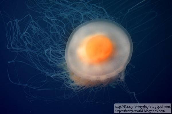 Fried Egg Jellyfish - Funny World