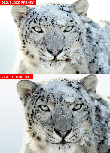 snowbloodyleopard.jpg