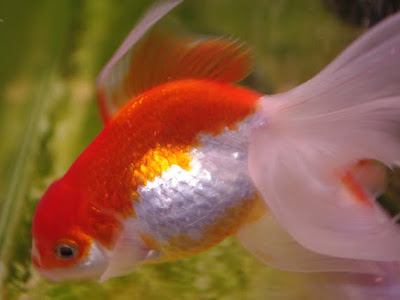 70以上 オランダ 獅子頭 肉瘤 268700-オランダ 獅子頭 肉瘤 出血