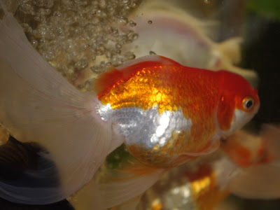 [無料ダウンロード！ √] らんちゅう こぶなし 424290-らんちゅう こぶなし