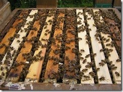 Rojení  a velikost včelstva 167
